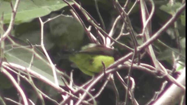 Brown-throated Sunbird - ML200783821