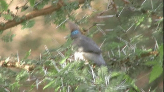Blue-naped Mousebird - ML200784001
