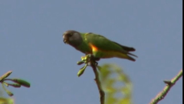 Senegal Parrot - ML200784021