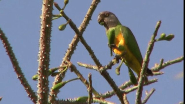 Senegal Parrot - ML200784031