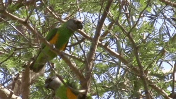 Сенегальский попугай - ML200784041