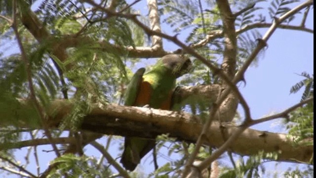 Сенегальский попугай - ML200784051