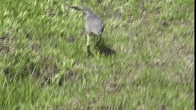Striated Heron (Old World) - ML200784101
