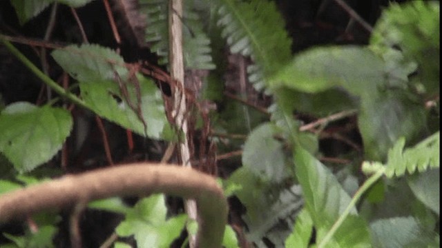 Silver-eared Mesia (Silver-eared) - ML200784131