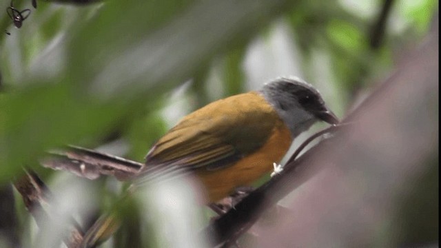Gray-headed Tanager (Gray-crested) - ML200784291