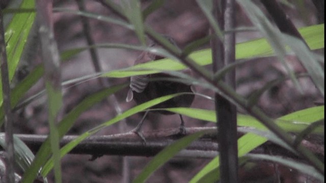 Braunrücken-Ameisenvogel [exsul-Gruppe] - ML200784371
