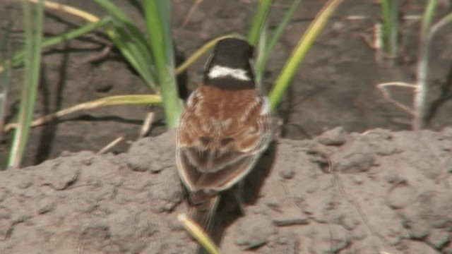 Chestnut-backed Sparrow-Lark - ML200785641