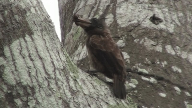 Glatzenbartvogel (calvus/congicus) - ML200786991