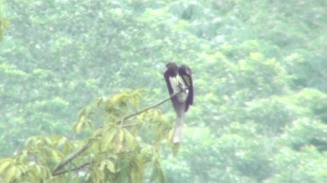 West African Pied Hornbill - ML200787161