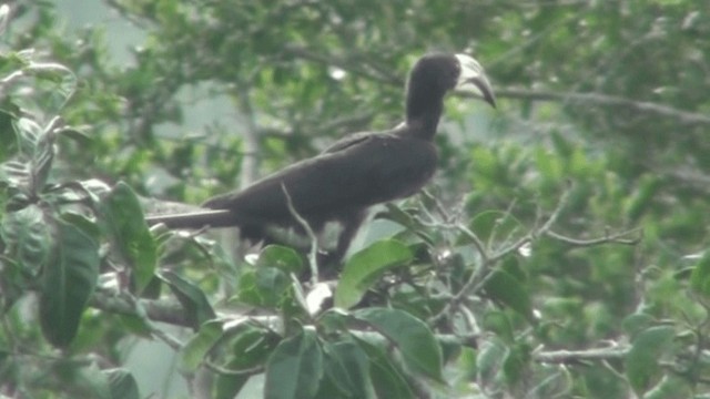 West African Pied Hornbill - ML200787181