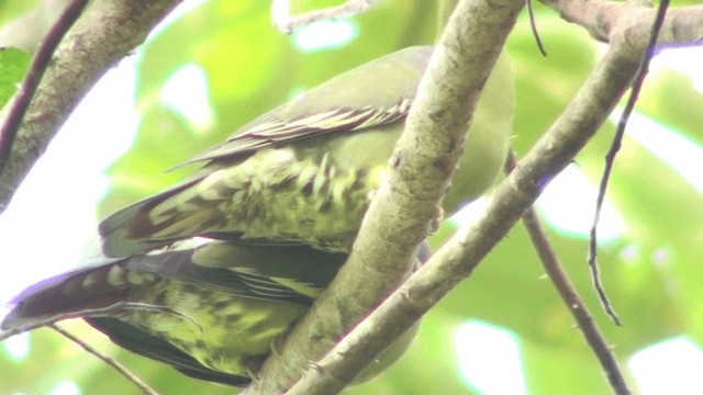 African Green-Pigeon (African) - ML200787481
