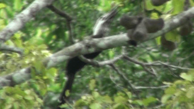 Western Long-tailed Hornbill - ML200787751