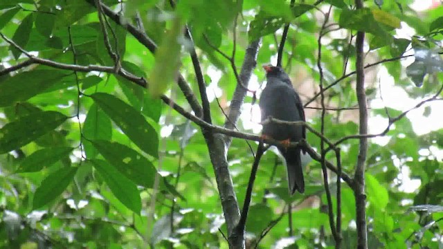 Black-faced Solitaire - ML200788691