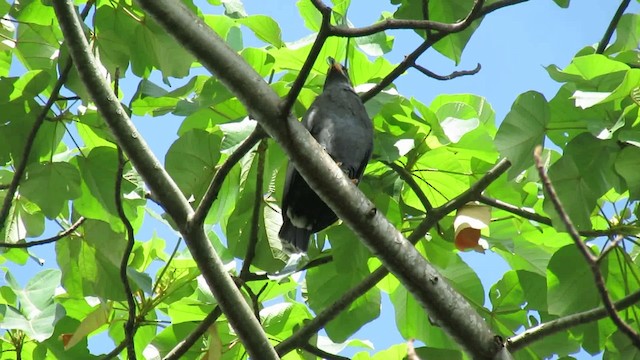Common Black Hawk (Mangrove) - ML200788741