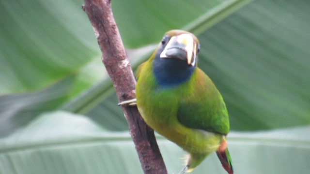 Northern Emerald-Toucanet (Blue-throated) - ML200788861