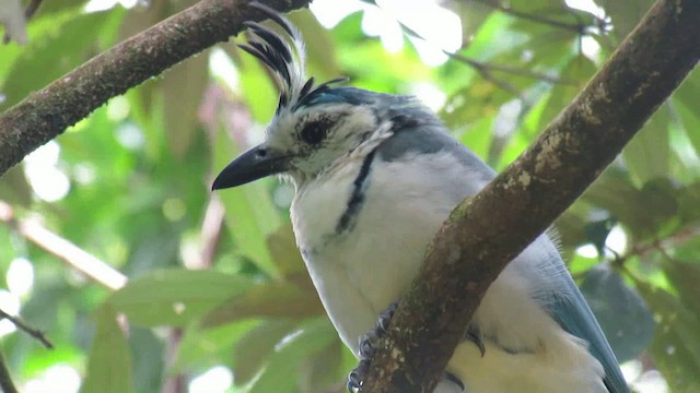 White-throated Magpie-Jay - ML200788881