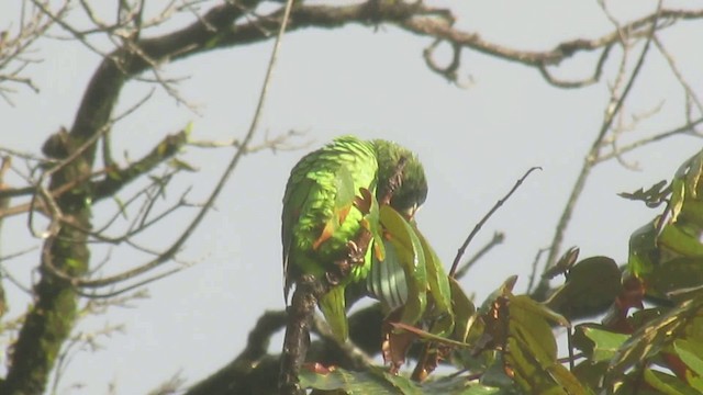 White-fronted Parrot - ML200788921