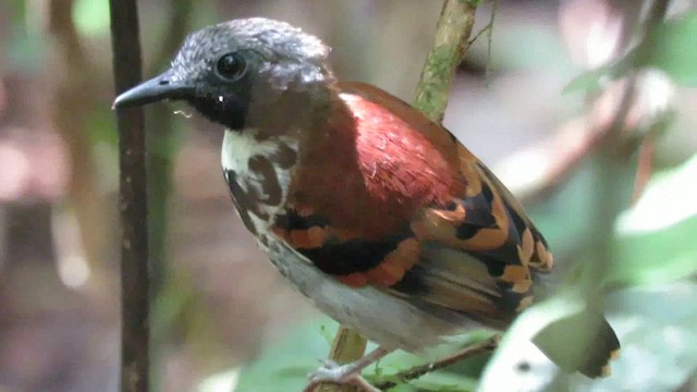 Spotted Antbird - ML200789381