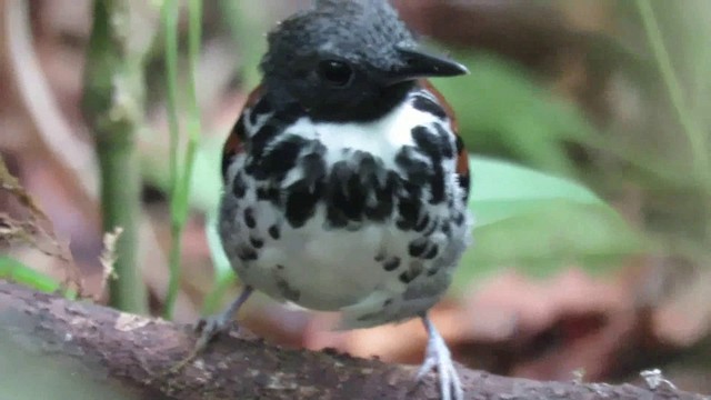 Spotted Antbird - ML200789391