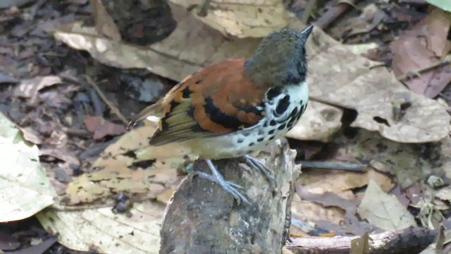 Spotted Antbird - ML200789401