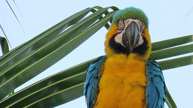 Blue-and-yellow Macaw - ML200789511