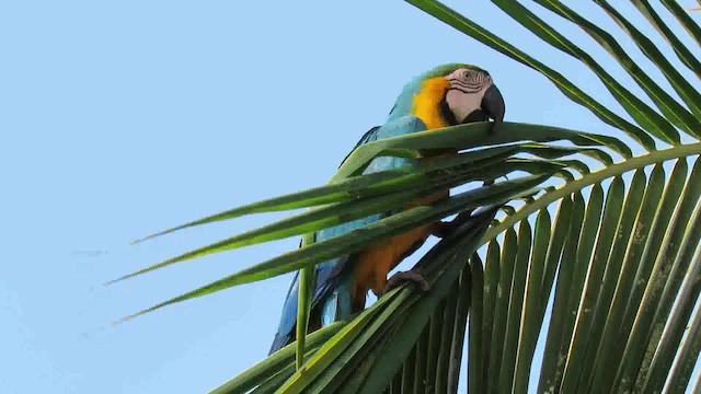 Blue-and-yellow Macaw - ML200789521