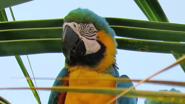 Blue-and-yellow Macaw - ML200789581