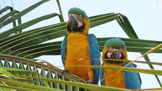 Blue-and-yellow Macaw - ML200789591
