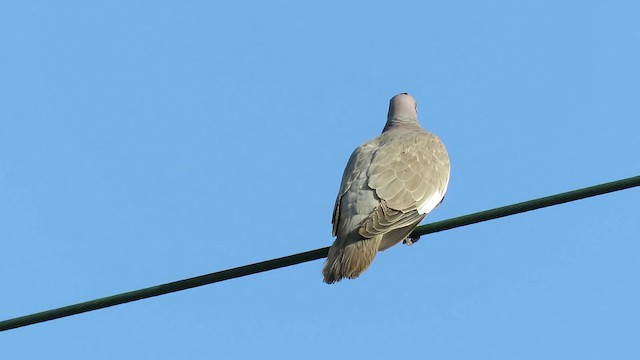 holub bělokřídlý - ML200789601