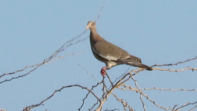 holub bělokřídlý - ML200789611