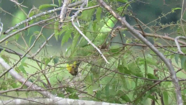 Yellow-faced Parrot - ML200789841
