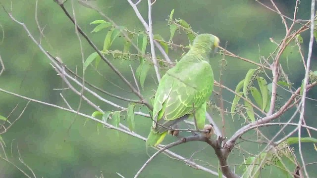 Yellow-faced Parrot - ML200789851
