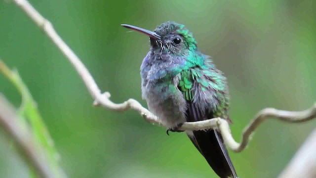 kolibřík modroprsý - ML200790171