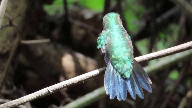 Mavi Göğüslü Kolibri - ML200790181