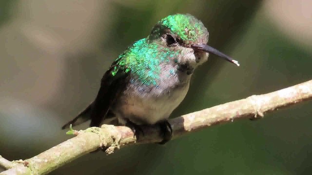 Blue-chested Hummingbird - ML200790191