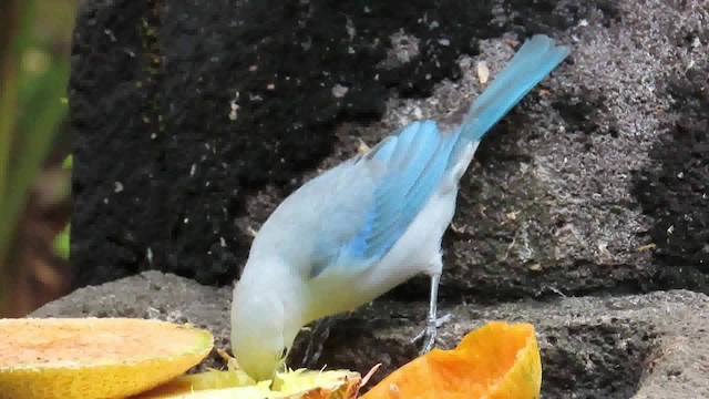 Blue-gray Tanager (Blue-gray) - ML200790201