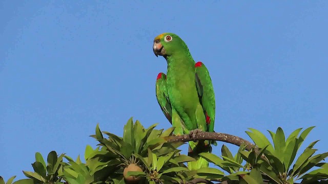 Yellow-crowned Parrot - ML200790361