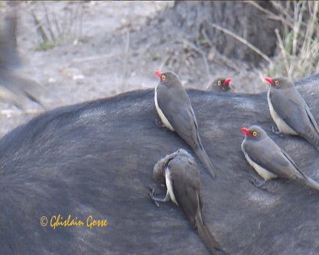 Red-billed Oxpecker - ML200790631