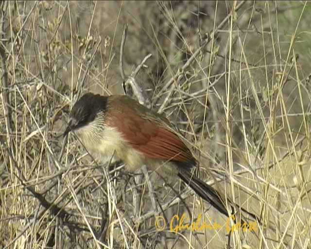 White-browed Coucal (Burchell's) - ML200790671