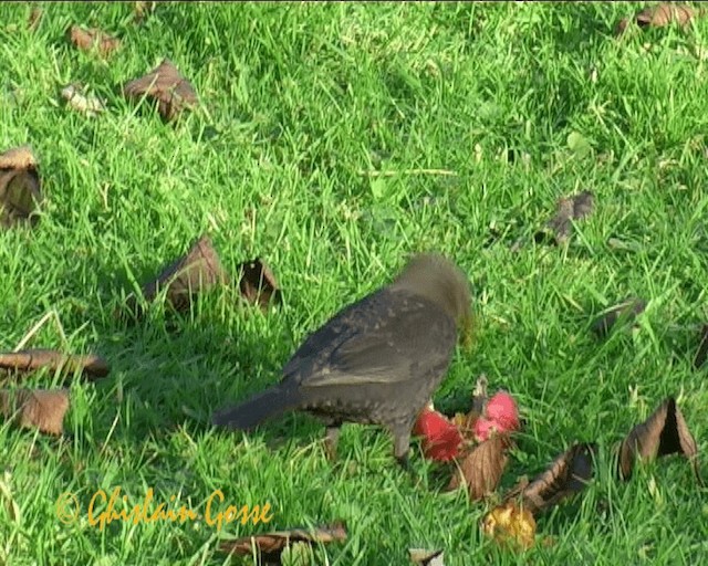 Eurasian Blackbird - ML200790761
