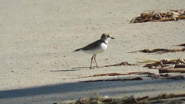 Collared Plover - ML200790861
