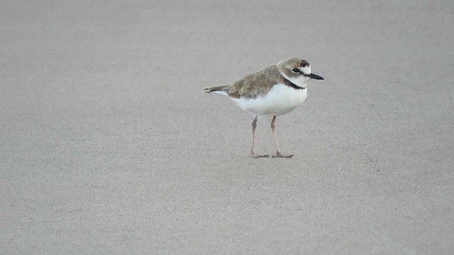 Collared Plover - ML200791011