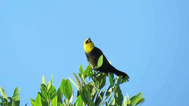 Yellow-hooded Blackbird - ML200791171