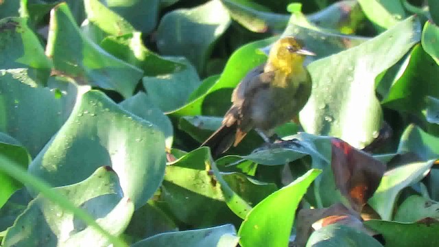Yellow-hooded Blackbird - ML200791281