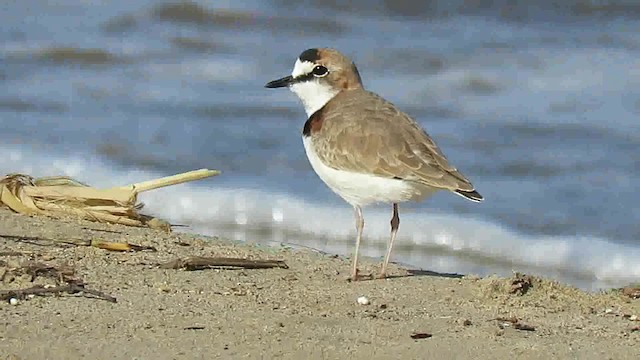 Collared Plover - ML200791341