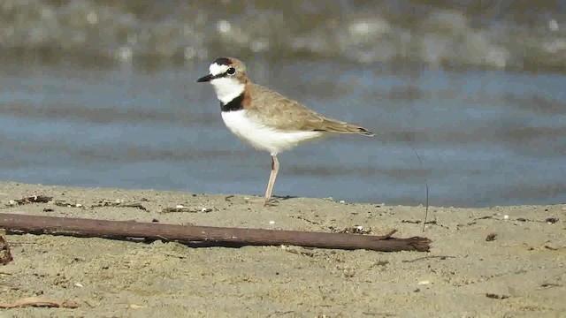 Collared Plover - ML200791351