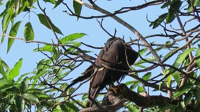 Чёрный крабоед (anthracinus/utilensis) - ML200791361