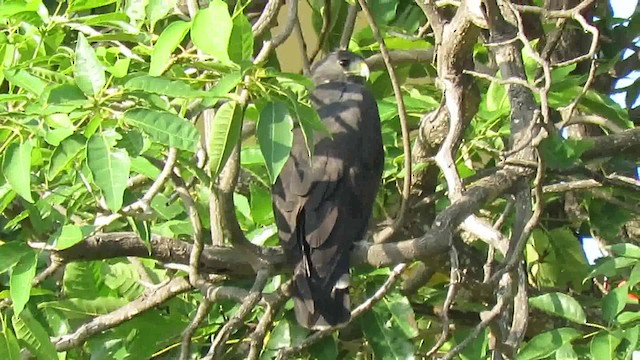 Чёрный крабоед (anthracinus/utilensis) - ML200791371