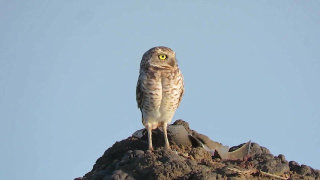 Burrowing Owl (guadeloupensis Group) - ML200791401