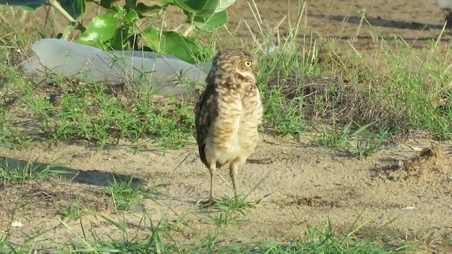 Burrowing Owl (guadeloupensis Group) - ML200791441